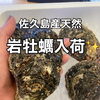 【佐久島産 天然岩牡蠣 入荷しました】/藤枝居酒屋/岩牡蠣/焼き鳥