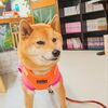 今日のお友達