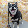 夏準備はじめました【どっぐさろんあきゅ　小型犬専門　トリミング　ペットサロン　京都市南区上鳥羽】