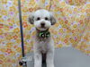 cute model「興味津々【どっぐさろんあきゅ　小型犬専門　トリミング　ペットサロン　京都市南区上鳥羽】」