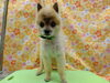 可愛すぎ！「good【どっぐさろんあきゅ　小型犬専門　トリミング　ペットサロン　京都市南区上鳥羽】」