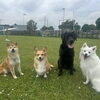 先日のモンモンイ🐶