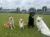 マテ「先日のモンモンイ🐶」