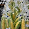 夏野菜増えてきました！