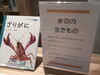 「水辺の生きもの」