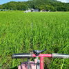青々と育つ田んぼと稲の苗たちのご紹介🌾