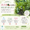 旬のスイカで夏の健康・美容もサポート