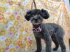 トイプードル おしゃれで cutest!「話しかけながら【どっぐさろんあきゅ　小型犬専門　トリミング　ペットサロン　京都市南区上鳥羽】」