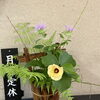 6月29日(月) 定休日です