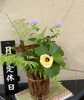 本日は定休日です、いつもお花を頂きありがとうございます（^人^）「6月29日(月) 定休日です」