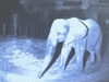 夜中の媛「夜間放飼はじめました」