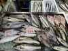 令和8年6月29日店内「📣本日のお魚情報🐟」