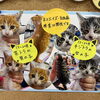 子猫の里親募集についてのお知らせ