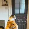 6/29はおやすみです🐈