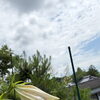 やまゆりが本日開花いたしました！