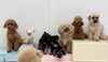ねむくん♡おもち♡このはちゃん♡こはくちゃん♡ぷぷちゃん♡ねねちゃん♡ジョアちゃん「ましゅまろ幼稚園🐾」