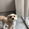 サマーカット