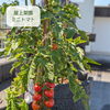 屋上菜園で夏野菜がぐんぐん成長しています🥕