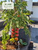 「屋上菜園で夏野菜がぐんぐん成長しています🥕」