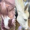 馬にもそれぞれの「個別メニュー」一頭一頭に合わせたごはん作り