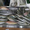 📣本日のお魚情報🐟📣