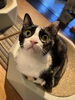 レイ「今日のねこ🐈‍⬛✨　まんまるおめめの日」