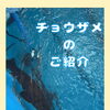 ＆treeのアイドル　チョウザメのご紹介🦈
