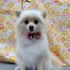 短くするとこ短く【どっぐさろんあきゅ　小型犬専門　トリミング　ペットサロン　京都市南区上鳥羽】