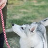 【新潟市】「うちの子、トリミング苦手なんです」 苦手で当たり前です｜わんちゃんの気持ちで考える