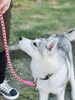 ハスキーちゃん「【新潟市】「うちの子、トリミング苦手なんです」 苦手で当たり前です｜わんちゃんの気持ちで考える」