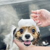 【新潟市】夏の散歩で気をつけたい3つのこと ｜肉球のやけど・毛のダメージ・肌トラブル