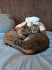 とき、ビビ「今日のねこ🐈‍⬛　仲良しの日☺️」
