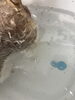 炭酸泉に浸けた後のお湯に浮く皮脂と汚れ「【新潟市】炭酸泉+クレンジングオイルの組み合わせ ｜脂性のシーズーちゃんの実例｜トリミングサロン」