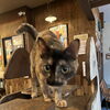 今日のねこ🐈‍⬛✨　ちゃーの日🌾