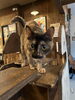 少しずつ「今日のねこ🐈‍⬛✨　ちゃーの日🌾」