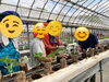 チームで定植に取り組んでいます「障害者雇用の「働く場所づくり」を農園でサポートします」