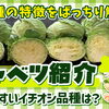 美味しくて病気に強い! 秋から冬にかけて収穫できるかキャベツの品種を紹介します。。　たねのハシモトミヤ