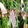 七夕に考えたい。「理想の暮らし」という願い事