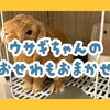 【シッター日誌】小動物のお留守番もお任せください！