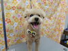 キラキラ輝く！「シャンプー前に毛玉処理【どっぐさろんあきゅ　小型犬専門　トリミング　ペットサロン　京都市南区上鳥羽】」