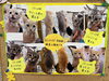 「子猫の里親募集について」