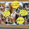 子猫の里親さん決定について