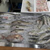 📣本日入荷のお魚情報🐟