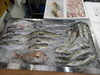 令和8年7月2日店内「📣本日入荷のお魚情報🐟」