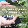 【⚠️害虫被害のため本年度の開園が中止】細谷観光農園でブルーベリー摘み取り🍇HOSOYA ORCHARD［2026年6月13日（土）～7月26日（日）9時30分～12時※6月は土曜のみ※7月は土日曜・東水元4-11-46］
