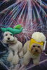 トイプードルのふわりちゃん＆ここなちゃんのトリミング「トイプードルのふわりちゃん＆ここなちゃん♪ 花火背景で夏のお祭りフォト！」