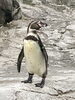 「フンボルトペンギンのワラビ」