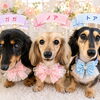サマーカットで快適に！8月末までトリミング料金20％OFF