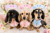「サマーカットで快適に！8月末までトリミング料金20％OFF」