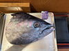 房州直送！新鮮なマグロの頭「本日限定！まぐろカブト入荷しました」